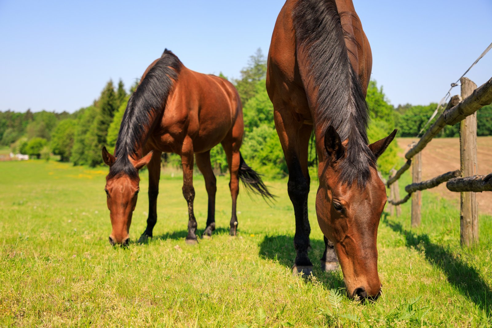 fakta och FAQ om hästar och parasiter
